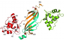 Structure cristalline de la protéine apo-PerR-Zn de Bacillus subtilis