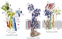 Metal transporters: Mechanism and selectivity