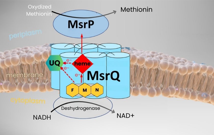 Bacteria resistant to hypochlorous acid