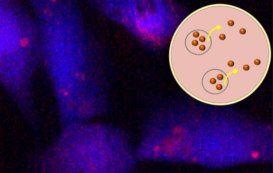 Des ionophores sélectifs de Cu+ pour la thérapie anti-cancéreuse
