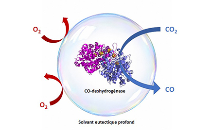 Des enzymes ancestrales au service de la chimie de demain