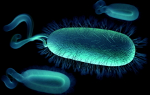 Antibiotics: Deciphering the catalytic mechanism of Helicobacter