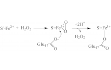 Stress oxydant : un intermédiaire enzymatique clef pour l’élimination du radical superoxyde
