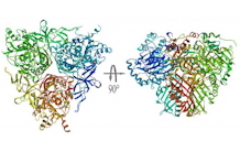 Characterization of a dioxygenase that plays a key role in the degradation of PAHs