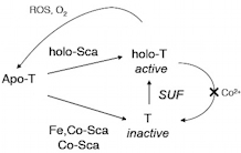 Fe-S cluster metabolism as a target for cobalt