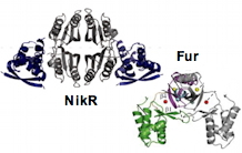 Fur and NikR, metal sensors for the survival of the pathogen Helicobacter pylori in the stomach