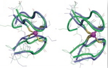 Model peptides and zinc finger proteins