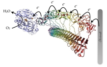 Auto-assemblage de protéines pour de l’électronique bio-inspirée