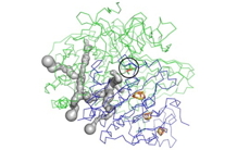 On the path of molecular oxygen in an O2-tolerant hydrogenase